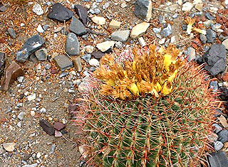Death Valley - Flowering Cactus
